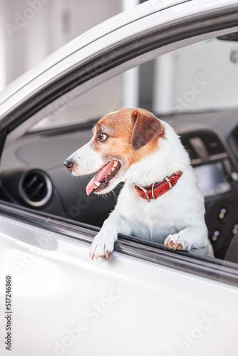 Portrait of small happy dog breed Jack Russell Terrier looks left side out to the open window of the car.
