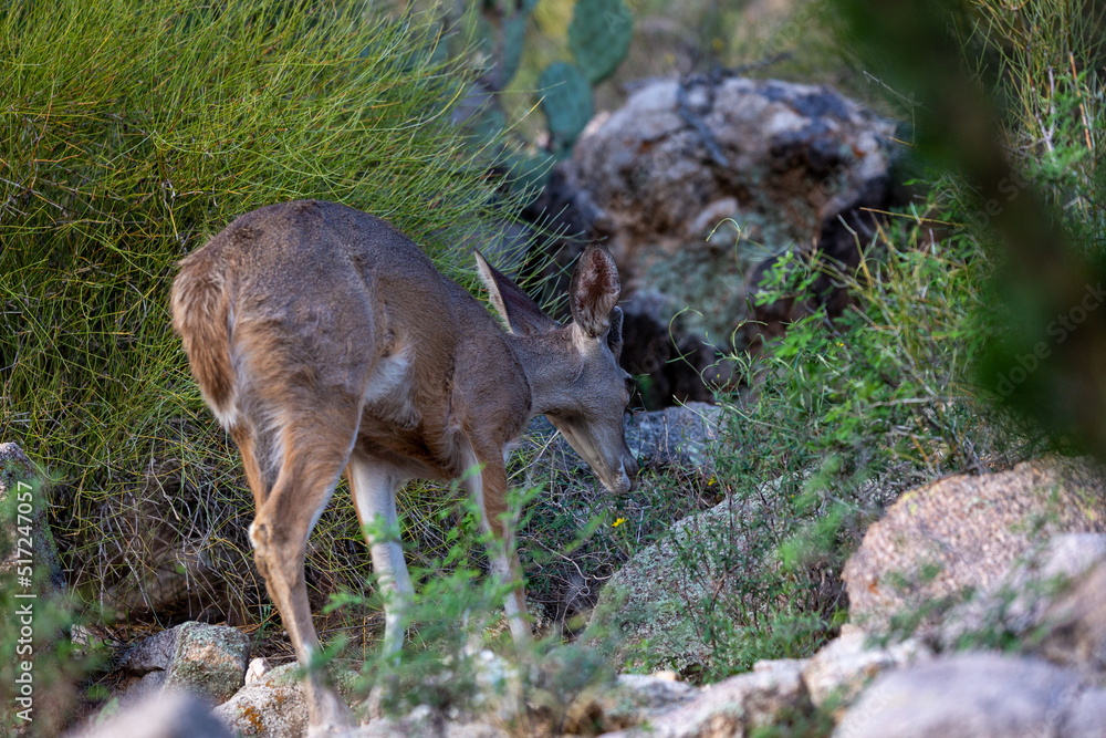 Naklejka premium Male Coues whitetail deer, Odocoileus virginianus couesi, a young buck with velvet on his antlers foraging for food in the Sonoran Desert north of Tucson, Arizona, USA.