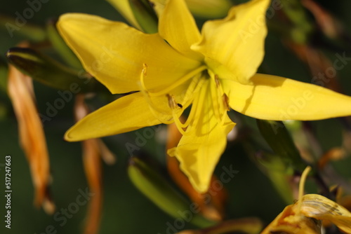 Yellow hemerocallis minor dwarf day lily