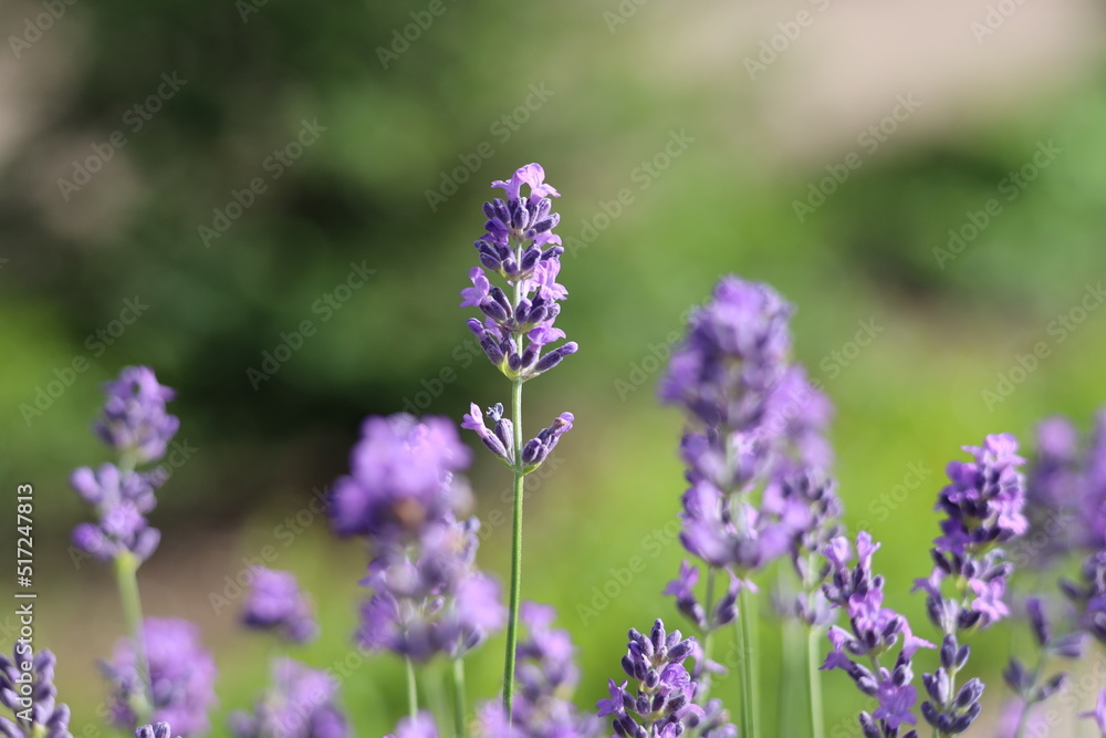 Lavender background Lavender background
