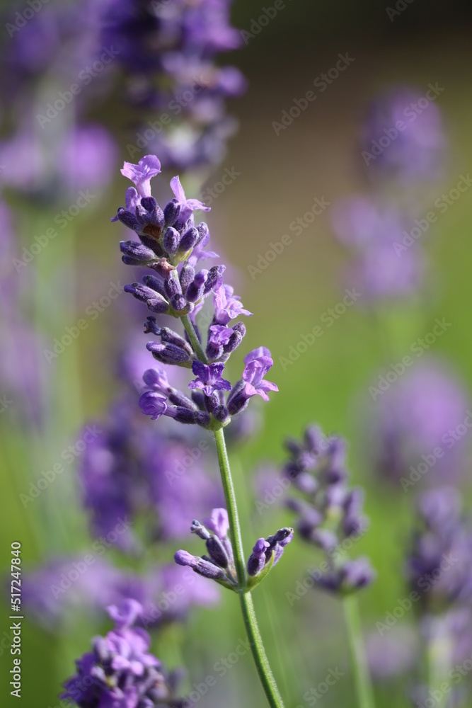 Obraz premium Lavender background 