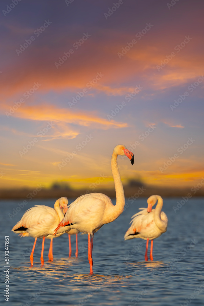 Flamingo in Parc Naturel regional de Camargue, Provence, France