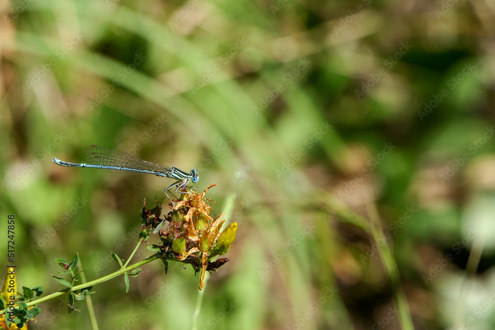 close up of dragonfly on a plant in summer close up of dragonfly on a plant in summer