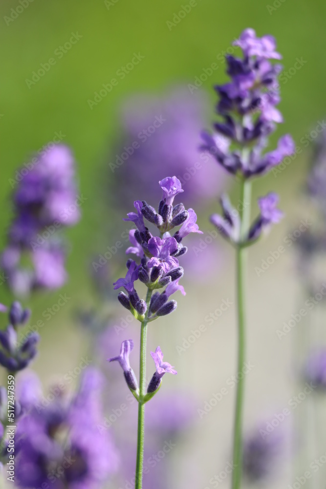 Obraz premium Lavender background 