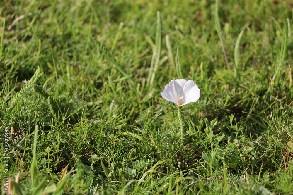 summer flower in the grass summer flower in the grass