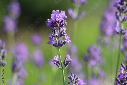 Lavender background 