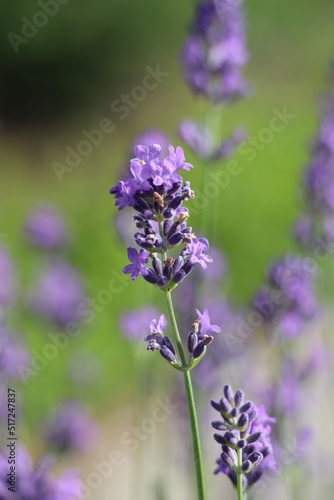 Lavender background 