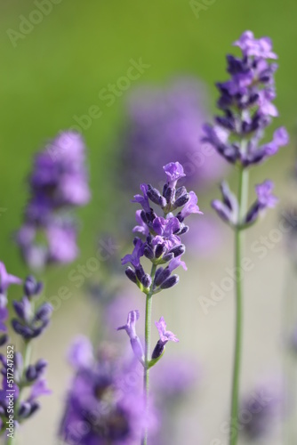 Lavender background 