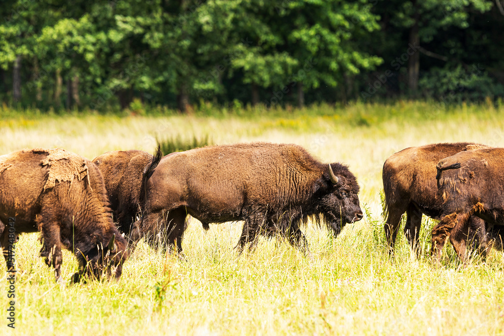 male American bison (Bison bison) they are going through a grazing male American bison (Bison bison) they are going through a grazing