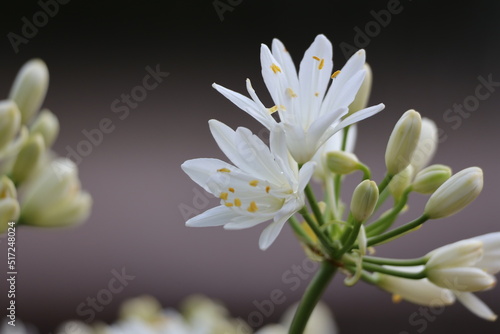 Mini white lily flowers background
