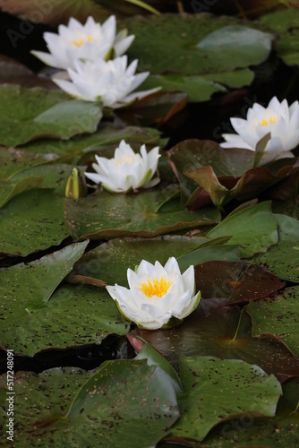 White water lily on the dark water