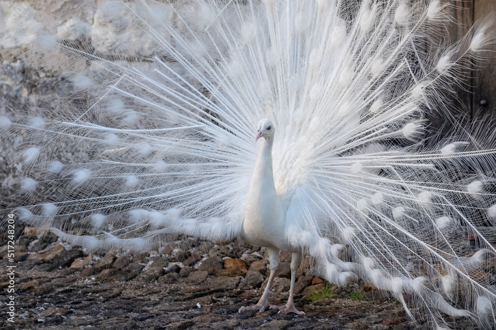 Fototapeta premium Rare white peacock displaying feathers as part of a mating ritual, in the garden at Chateau du Rivau, Loire Valley, France.