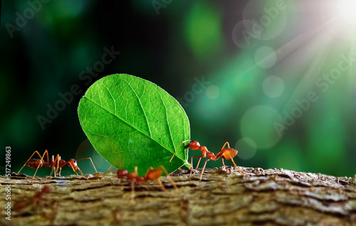 Ants carry the leaves back to build their nests, carrying leaves, close-up. sunlight background. Concept team work together. 