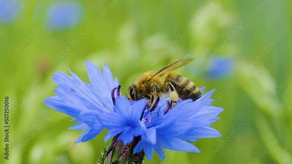 Slow Motion Flying Honey Bee Covered With Pollen Collecting Nectar From Blue Chicory Flower. Spring Chicory Flowers Close Up. Macro Shot Honey Bee Pollinating Spring Purple Flowers Blooming Blossoms. Slow Motion Flying Honey Bee Covered With Pollen Collecting Nectar From Blue Chicory Flower. Spring Chicory Flowers Close Up. Macro Shot Honey Bee Pollinating Spring Purple Flowers Blooming Blossoms.