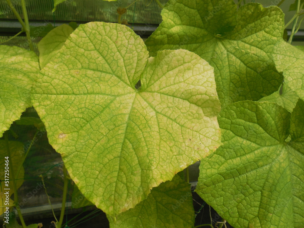 Cucumber disease, lack of elements and the virus of green mottled mosaic on a yellowed leaf (Cucumber green mottle mosaic tobamovirus, CGMM). Cucumber disease, lack of elements and the virus of green mottled mosaic on a yellowed leaf (Cucumber green mottle mosaic tobamovirus, CGMM).