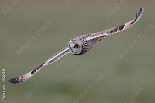 Short-eared owl in flight
