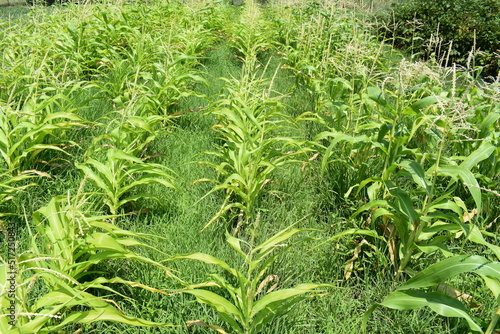 Sweet Corn Plants in a Vegetable Garden