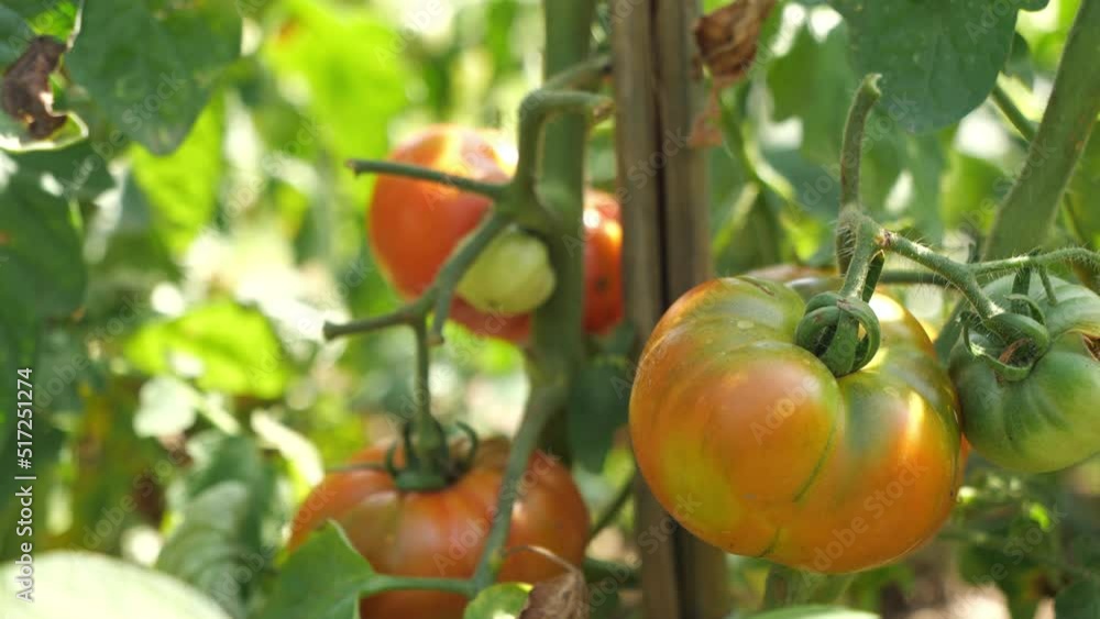 Tomato plant with ripe fruits, close-up. beefsteak tomato farm. Vegetable growth in the garden. Tomatoes ready to be harvested.
