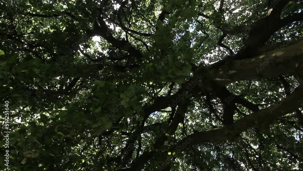 big old tree in the park big old tree in the park