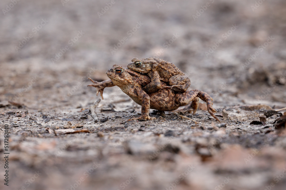 common toad common toad