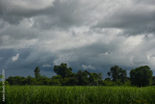 Rain cloud over Sugarcane fileds
