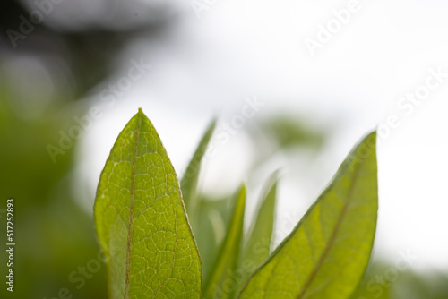 green leaf with drops