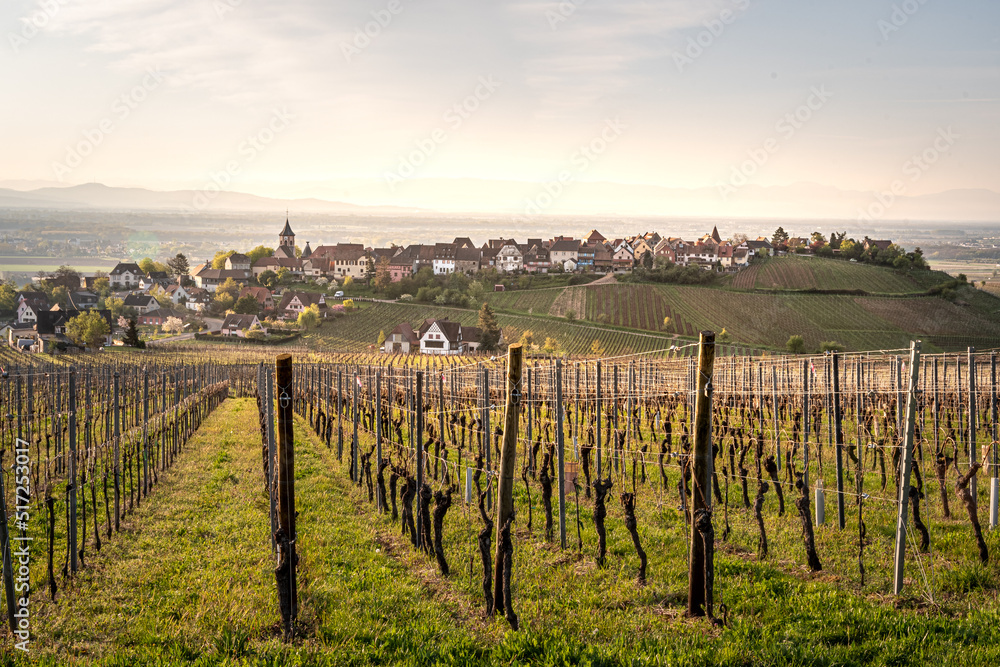 Traditional vineyard in Riquewihr in Alsace in the department of Haut-Rhin of the Grand Est region of France