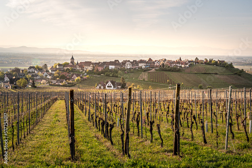 Traditional vineyard in Riquewihr in Alsace in the department of Haut-Rhin of the Grand Est region of France