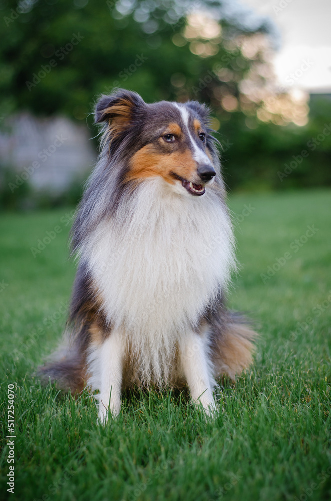 Cute tricolor sheltie dog is sitting on the green grass outside. Shetland sheepdog 
