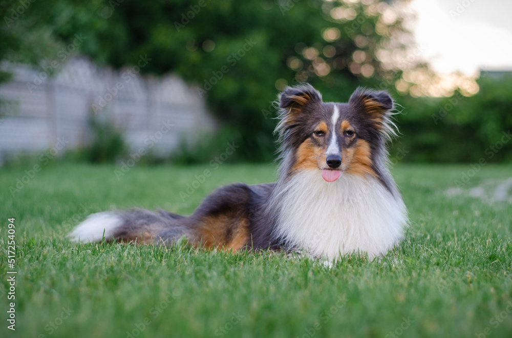 Cute tricolor sheltie dog is lying on the green grass outside. Shetland sheepdog is showing tongue