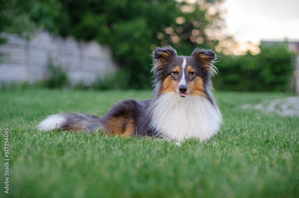 Cute tricolor sheltie dog is lying on the green grass outside. Shetland ...