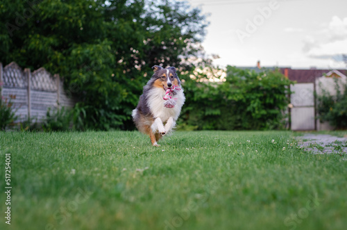 Fototapeta Naklejka Na Ścianę i Meble -  Cute tricolor sheltie dog is playing on the green grass outside. Shetland sheepdog carries a pink rope toy in its mouth