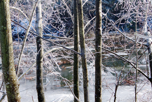 Frozen Trees