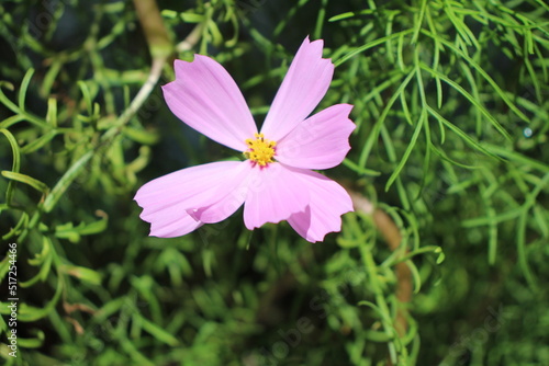 purple flower in the garden