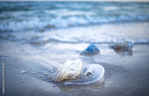 Dead jellyfish lie on a sandy shore signed by water on the Sea of Azov