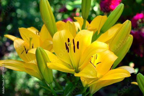 lush yellow lily, close-up as texture for background