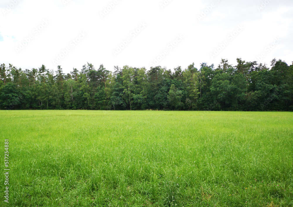 Fototapeta premium green field and blue sky, background photo