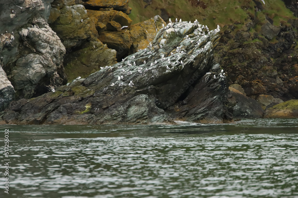 Fototapeta premium Gull Rock