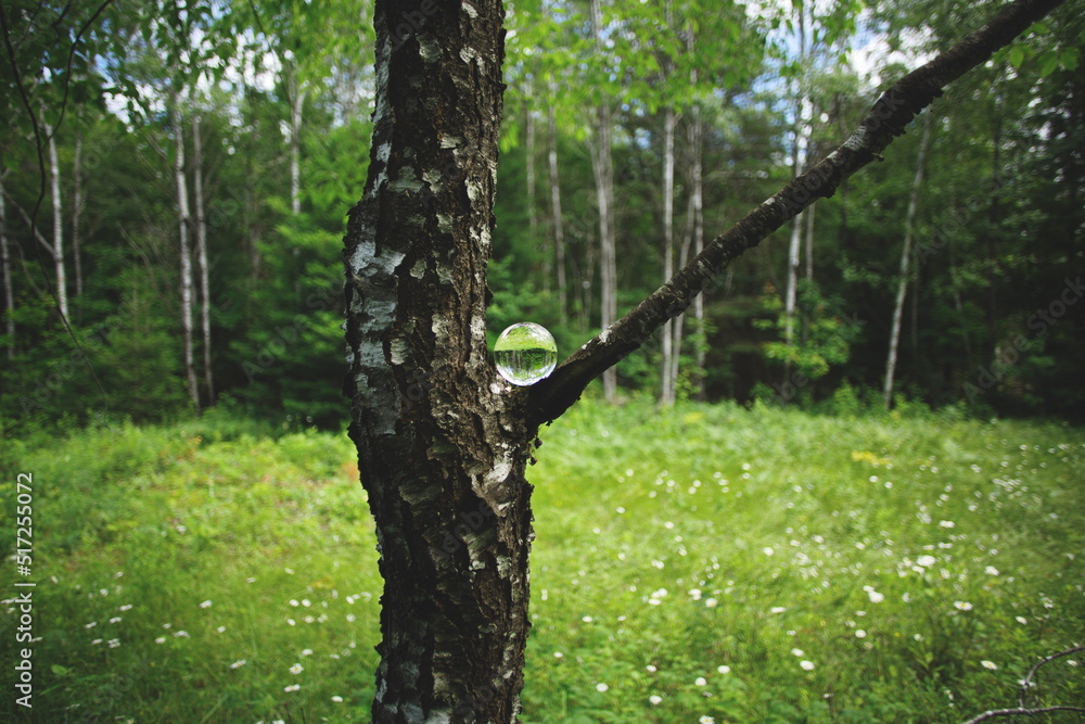 Fototapeta premium The reflection of a forest in a glass lens ball.