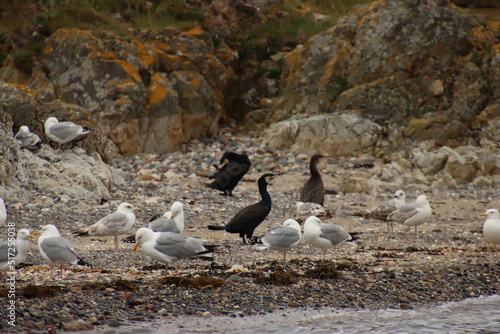 Gulls and Cormorants