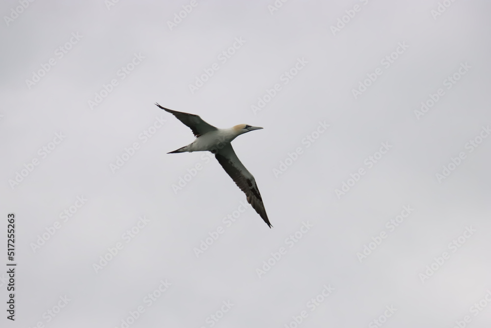 Obraz premium Soaring Gannet