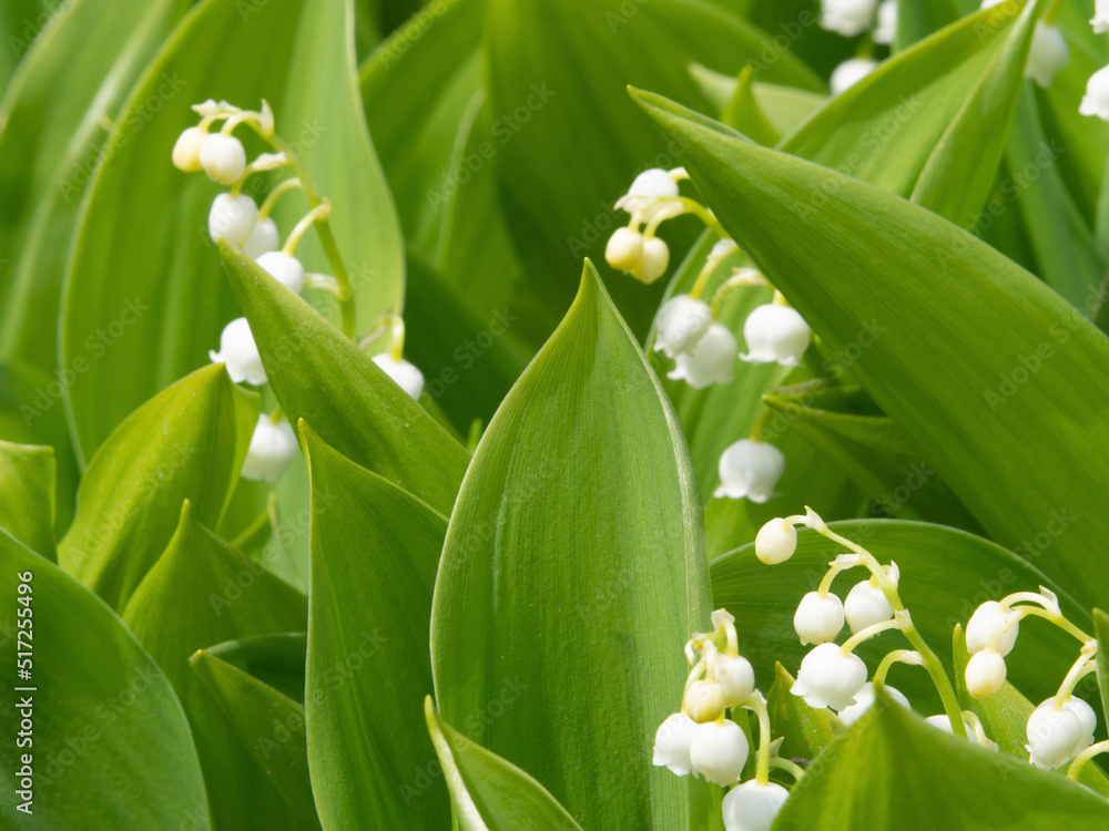Obraz premium White flowers of lilies of the valley among green leaves Close-up. Lily of the valley (Convallaria majalis) white flowers. Spring blossom. Natural green foliage background