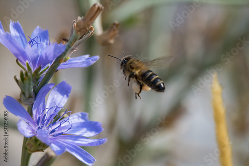 Abeja europea volando hacia flor de achicoria para la recolección de nectar y polinización