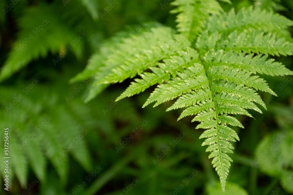 Green fern leaf close up forest natural blurred background Green fern leaf close up forest natural blurred background