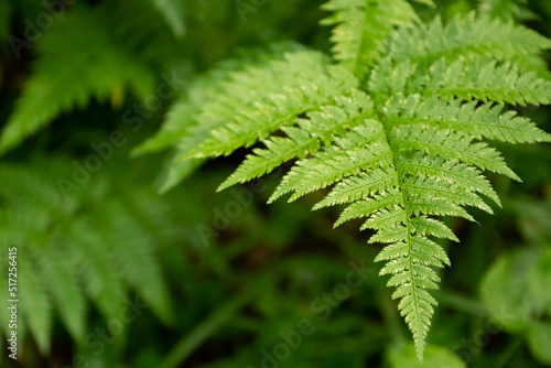 Green fern leaf close up forest natural blurred background