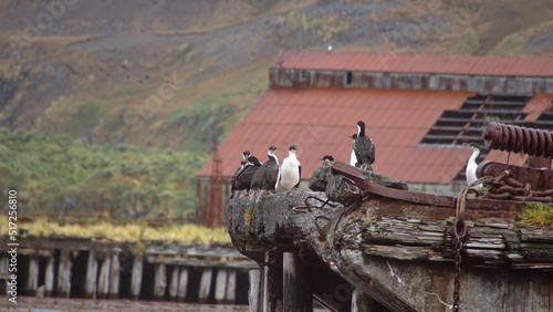 Antarctic shags  Leucocarbo bransfieldensis  perched on an old pier in the rusted remains of a whaling station at Leith Harbor  South Georgia Island  under overcast skies