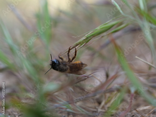 abeille 