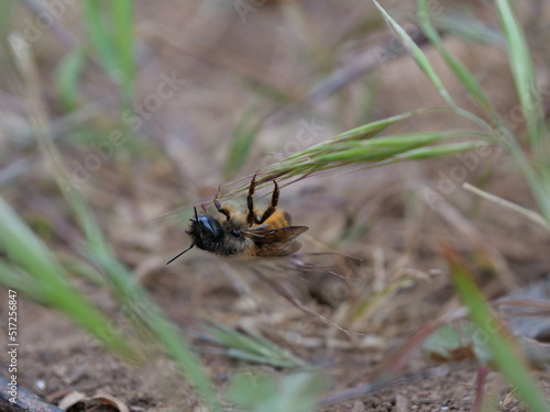 abeille 