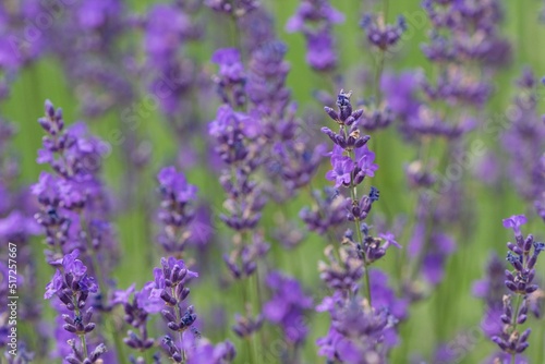 Lavender (Lavandula) Used in medicine, cosmetics and aromatherapy; has anti-inflammatory, antiseptic and repellent effects. The species is widely used in gastronomy as a spice