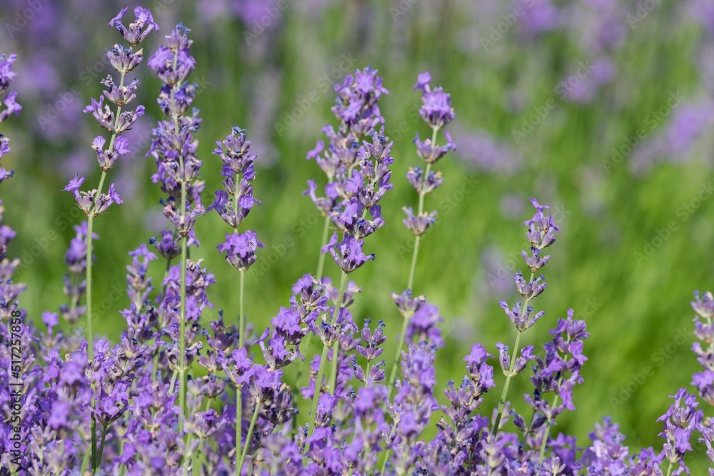 Naklejka premium Lavender (Lavandula) Used in medicine, cosmetics and aromatherapy; has anti-inflammatory, antiseptic and repellent effects. The species is widely used in gastronomy as a spice
